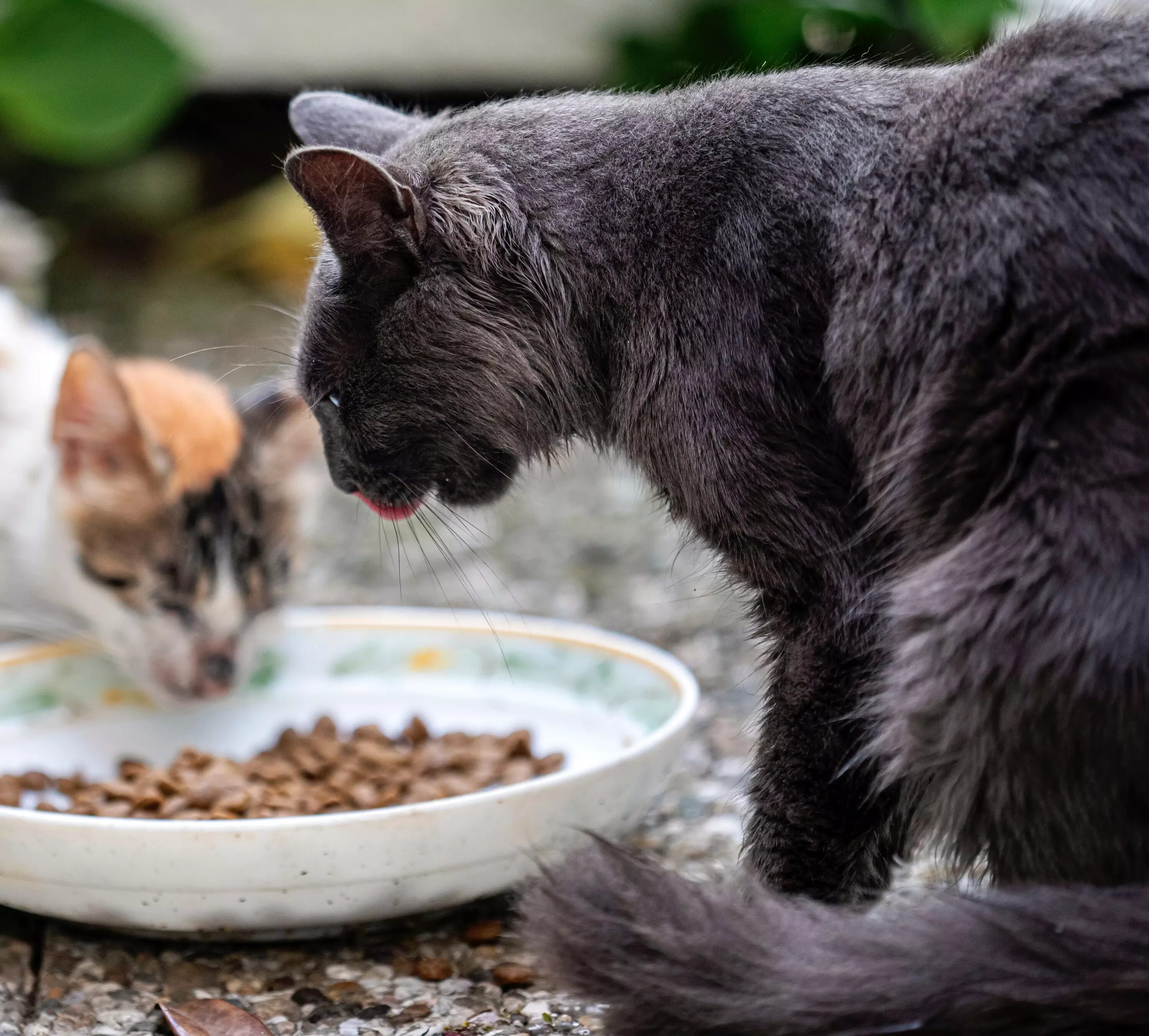 Можно ли давать коту разный корм. Кормление кота. кормящая кошка. покормить кошку. корм для кошек.