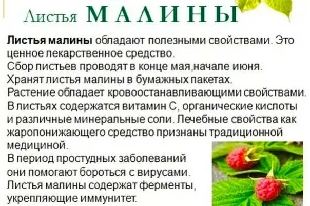 Листья малины полезные свойства. Малина полезные свойства. Полезные качества малины. Лист малреы вем полезен.