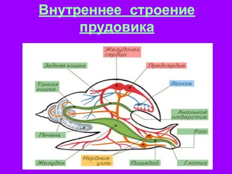 Внутреннее строение улитки прудовика. Внешнее строение прудовика обыкновенного. Строение прудовика обыкновенного. Строение малого прудовика. Органы чувств большого прудовика