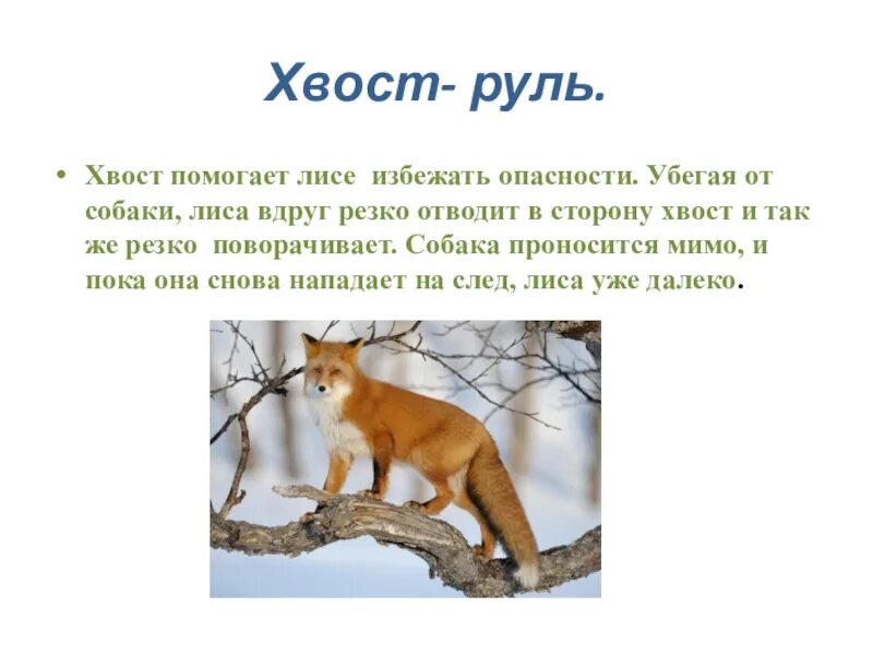 Хвост лисицы текст. Зачем лисе нужен хвост. Хвост лисы. Зачем лисице хвост. Почему у лееесы пушистый хвост?.