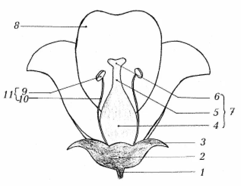 Сделайте подписи к рисунку строение. Строение цветка 6 класс биология рисунок. Строение цветка яблони биология 6 класс схема.