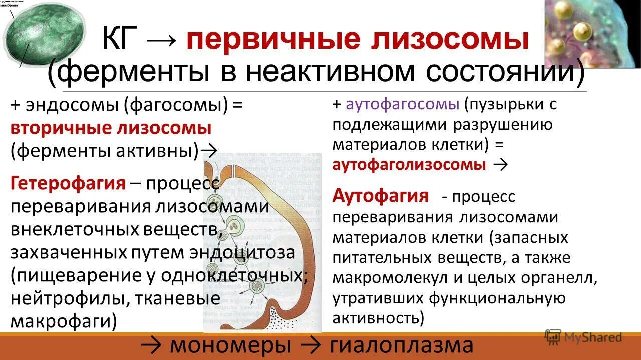 Ферменты для первичных лизосом. Ферменты лизосом. Характеристика гетерофагического и аутофагического циклов лизосом.. Первичные и вторичные лизосомы. Образование ферментов лизосом.