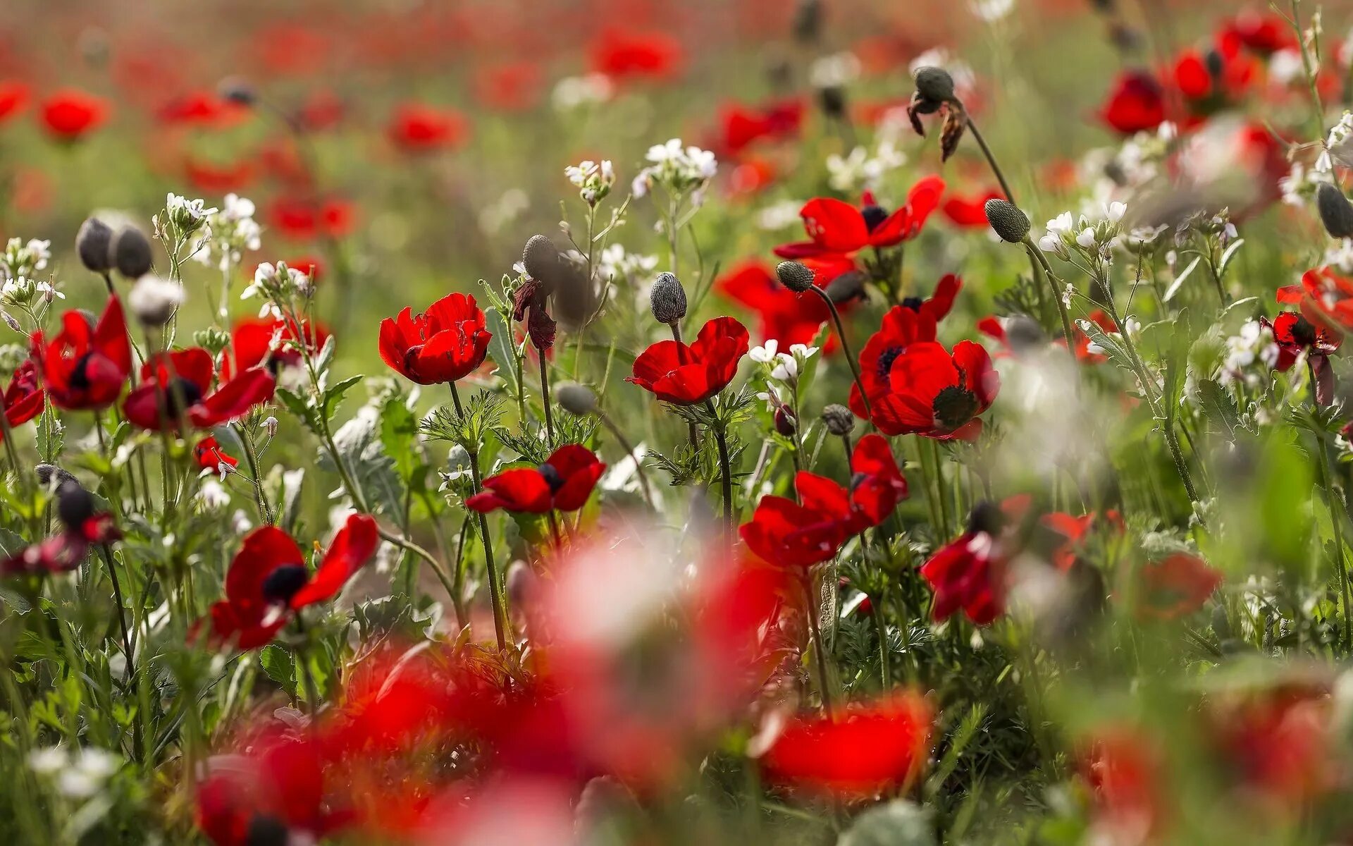 Лето красное прекрасное. Маки и Маковое поле. Красный Мак полевой. Летние цветы. Красивое поле с маками.