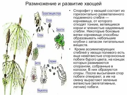 Половое размножение хвощей 7 класс кратко
