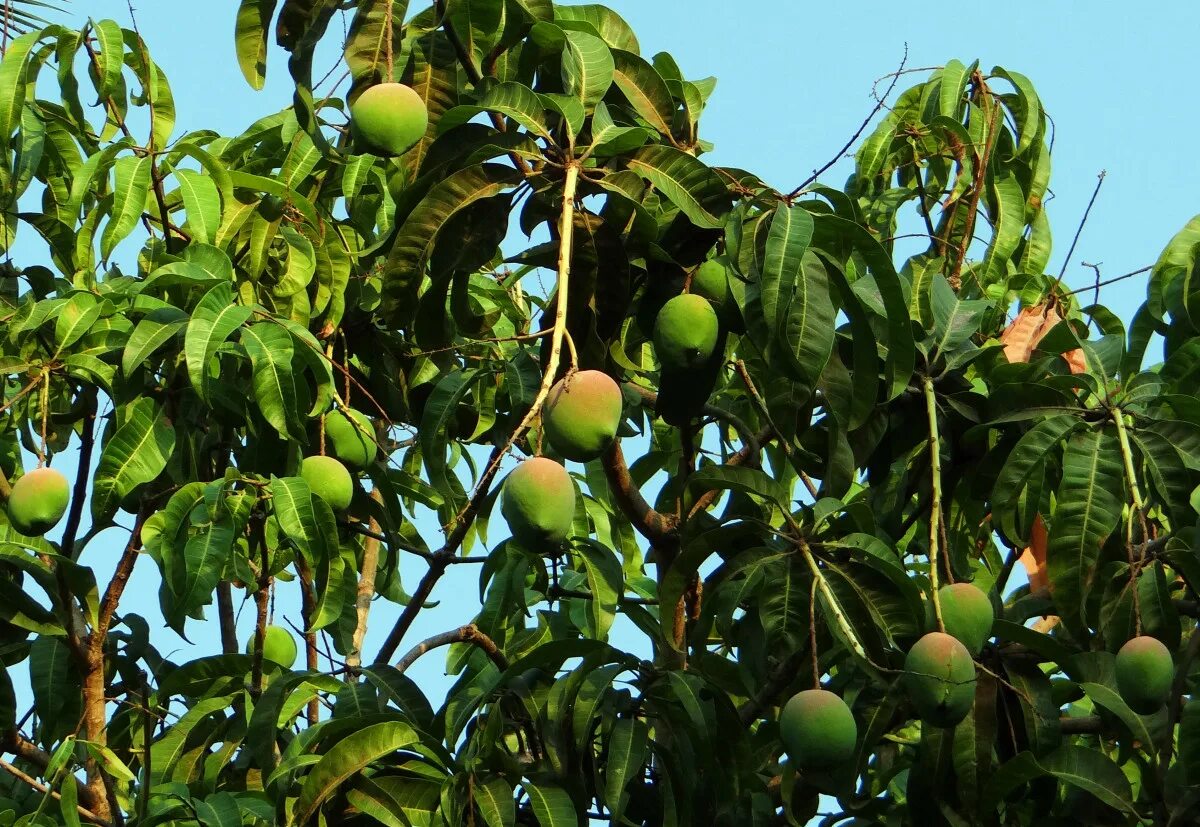 Манго дерево цветет. Манго растение. Манго фрукт дерево. Дерево манго дерево манго. Манго Бразилия дерево.