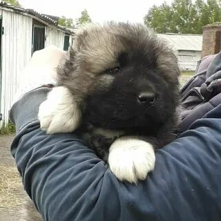 Продам щенка кавказская овчарка