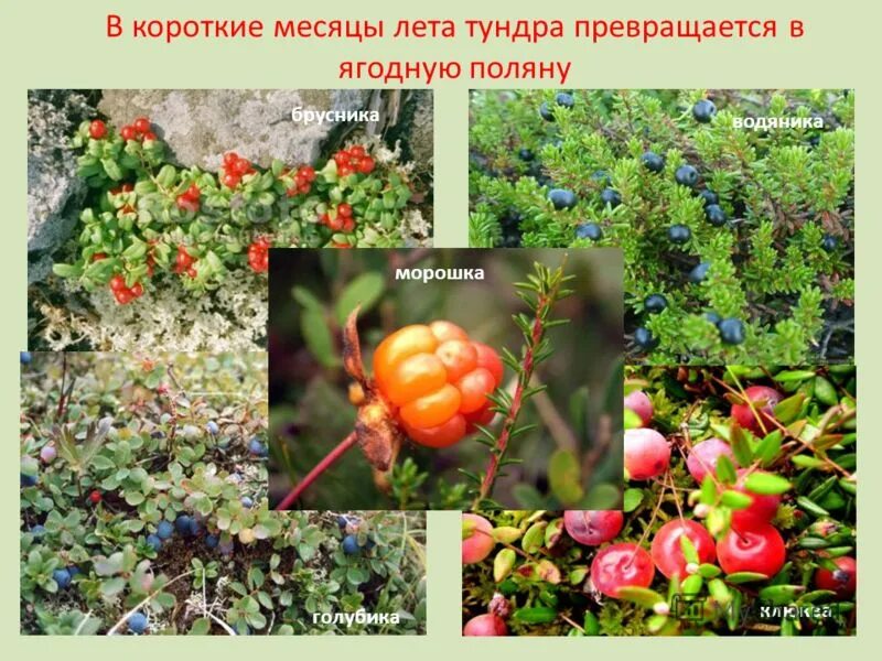 природные зоны тайга и тундра. презентация тундра и лесотундра 8 класс. природные зоны арктики тундры и лесотундры. природные условия тундры и лесотундры. внешний облик лесотундры.