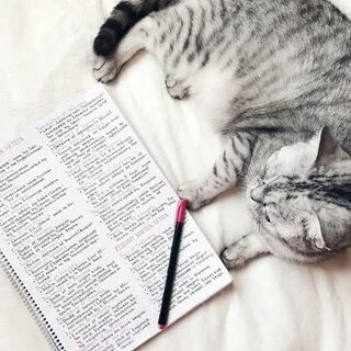 Картинка кота текстом