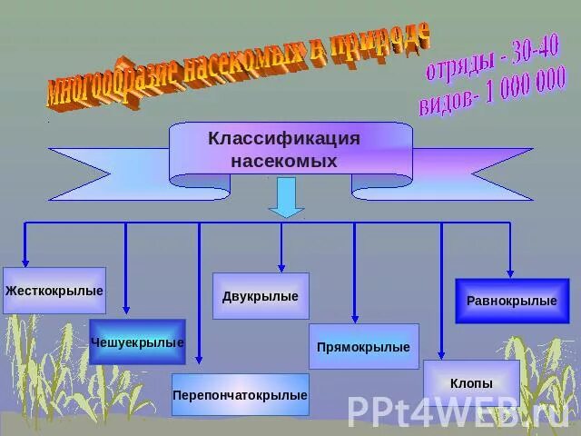 Основной для классификации насекомых является. Классификация насекомых. классификация насекомых схема. биологическая систематика насекомых. научная классификация насекомых.