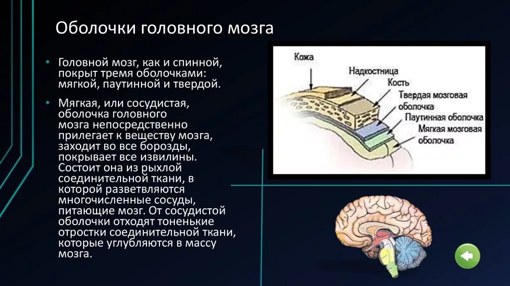 Три оболочки мозга. Паутинная оболочка головного мозга строение и функции. Мягкая сосудистая твёрдая паутиннаяоболочка спинного мозга. Паутинная оболочка головного мозга кратко. Оболочки головного мозга анатомия латынь.