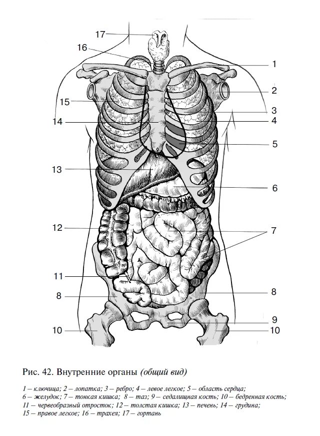Вид внутренних органов. Внутренние органы человека схема расположения вид сзади. Строение внутренних органов сбоку. Строение органов брюшной полости сзади. Расположение внутренний органов сбоку.