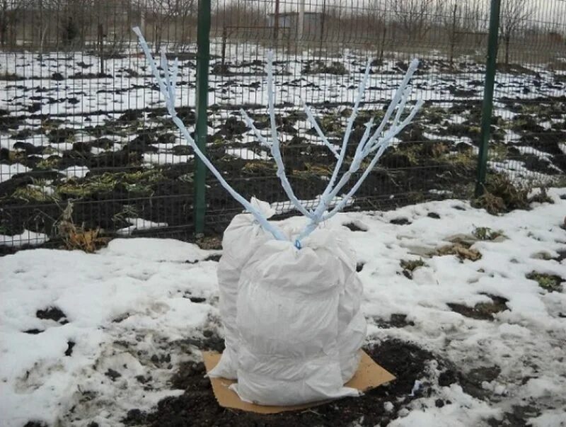 Замерзший саженец