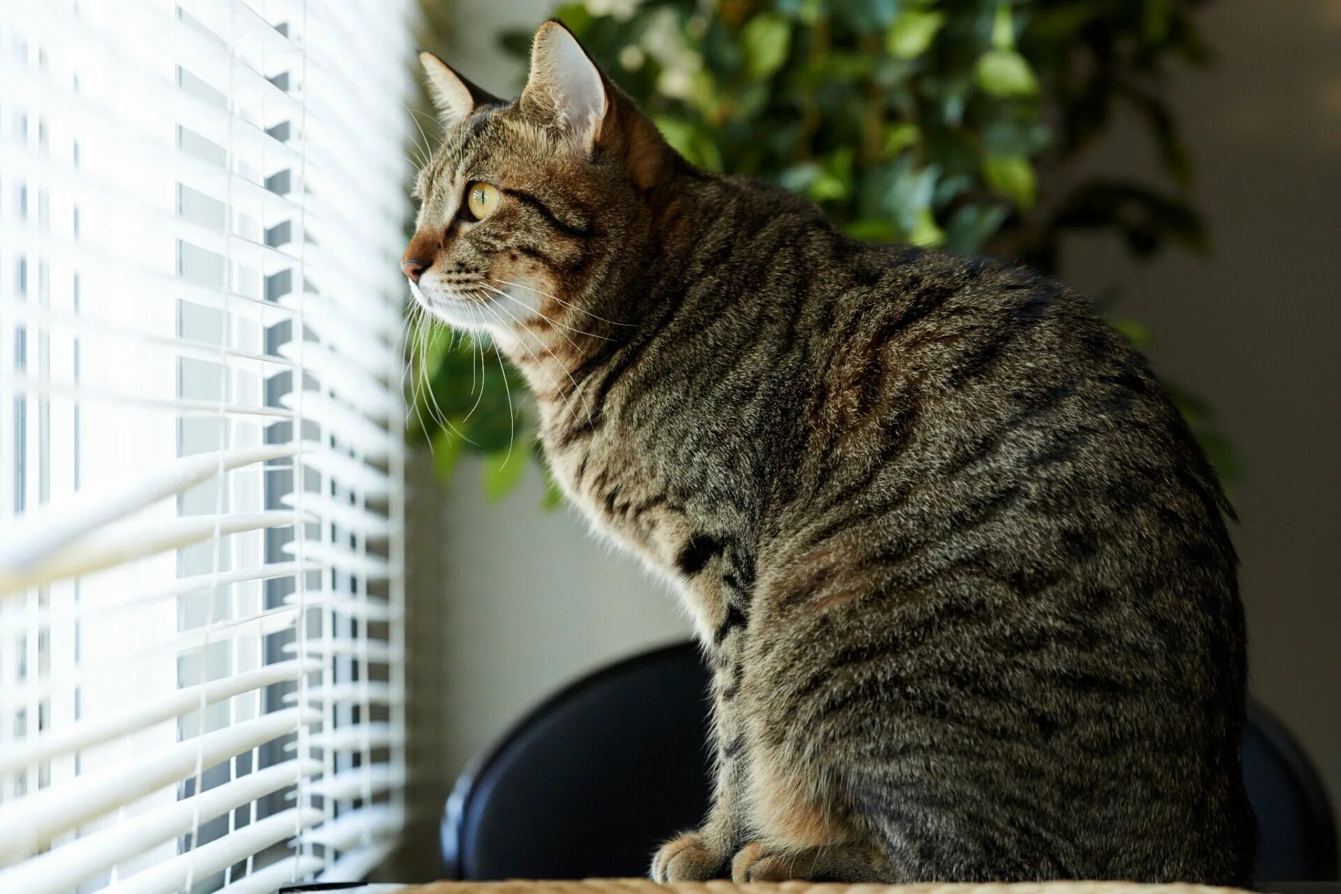 Фото кота. Полосатый кот беспородный. Кошка домашняя. Серая полосатая кошка. Серо полосатый кот.