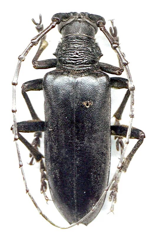Жук-усач (Cerambycidae). Жук триба. Комнатный Жук дровосек. Neoplocaederus obesus. Откуда род жуковых