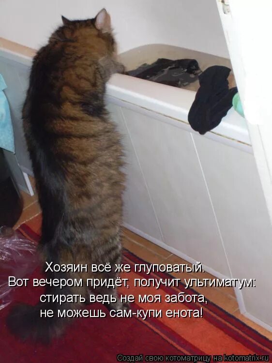 Не нужно ничего я все куплю сама. Кот ждет. Хозяин пришел. Кот пришел. Кот ждет хозяина.