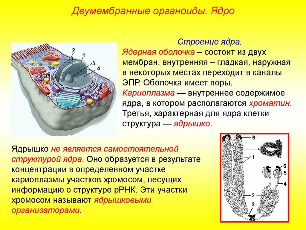 Плазмалемма двумембранный органоид. Клеточная мембрана это двумембранный органоид. Двумембранный органоид строение. Двумембранные органоиды структура и функции. Органоид клетки ядро функции