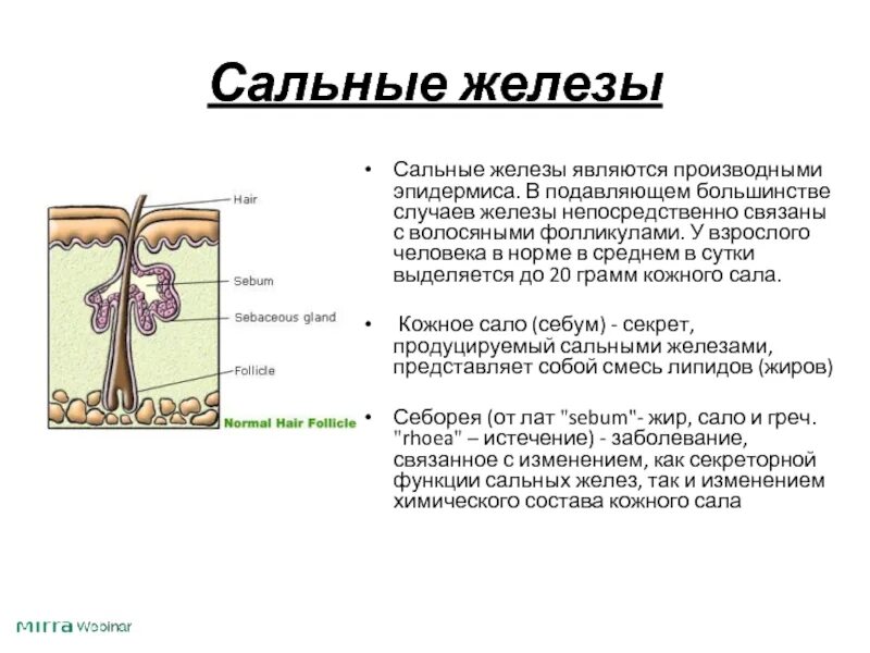 В каком слое расположены сальные железы. Строение сальной железы. Сальные железы анатомия. Заболевания сальных желез.