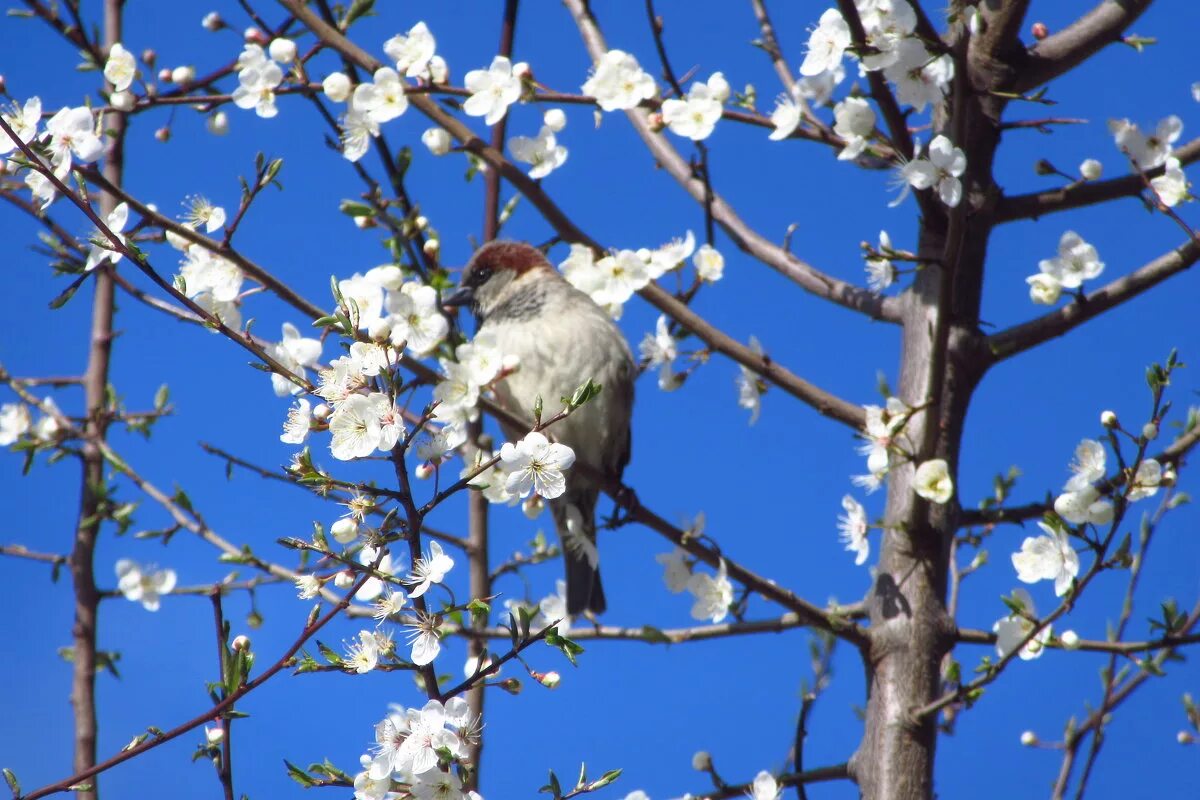 птицы ждут весну