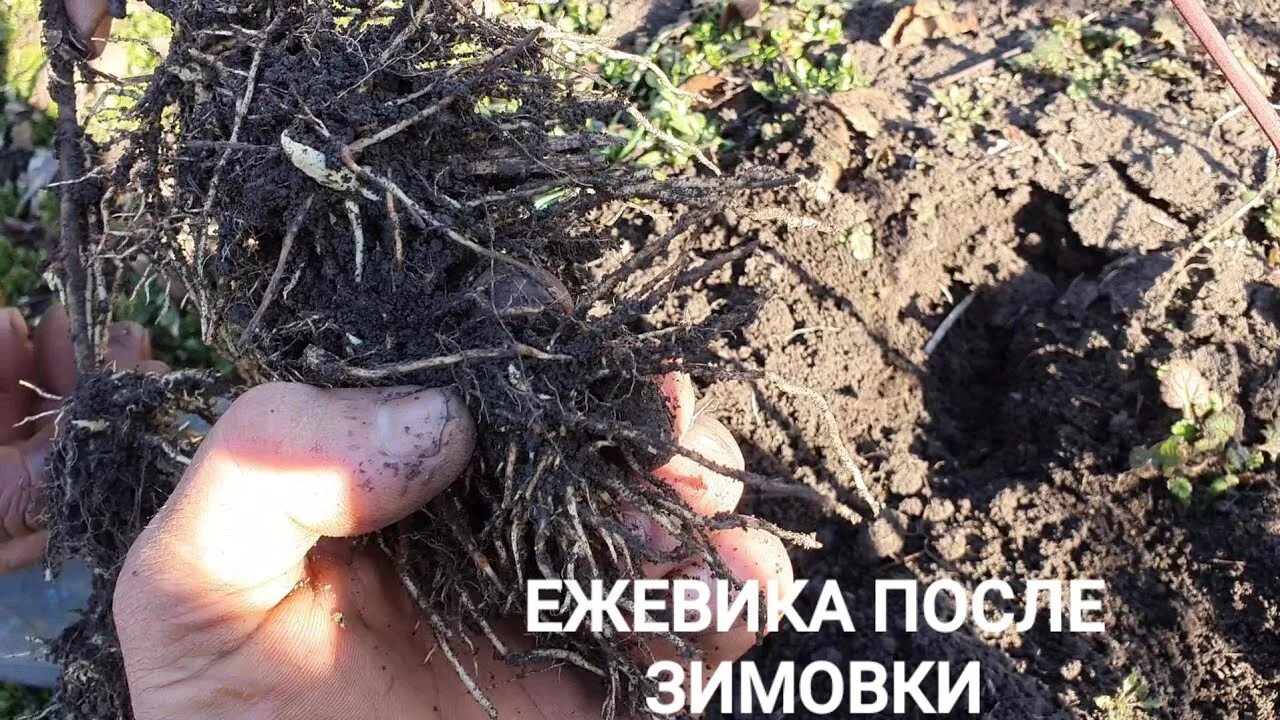 Что положить при посадке ежевики. Размножение ежевики натчез. обрезка ежевики натчез на зиму. ежевика размножение верхушками. канал ежевика.