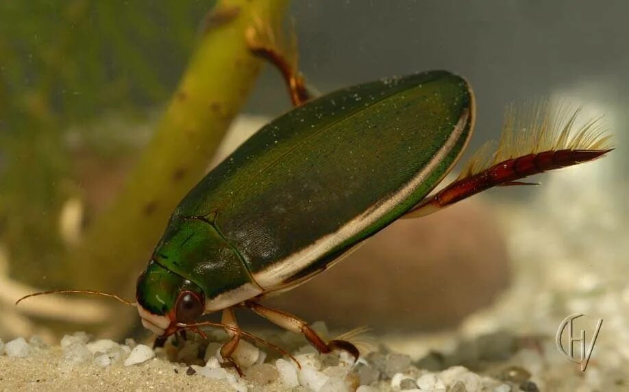 жук плавунец питание. гладыш, жук, водомерка. жук-водолюб и жук плавунец. насекомые пруда жук плавунец. водные насекомые названия.