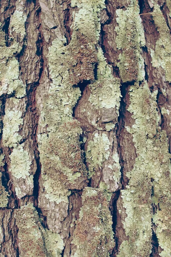 Ml tree. Oak tree texture.