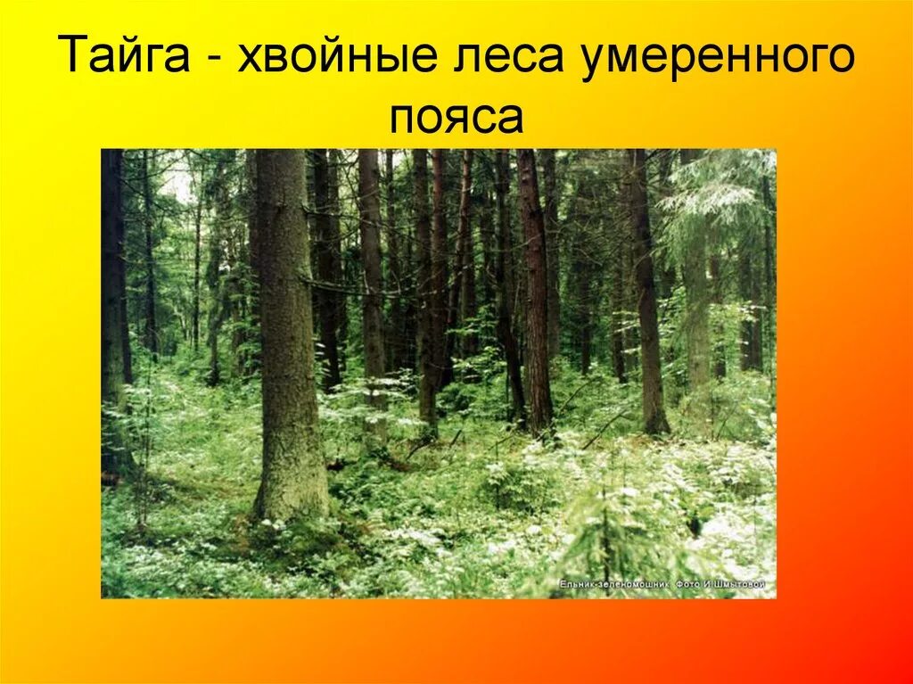 Хвойные и мелколиственные леса умеренного пояса:. Леса умеренного пояса. Леса умеренного пояса в тайге. Тайга хвойные леса растения. Лесной хвойный пояс