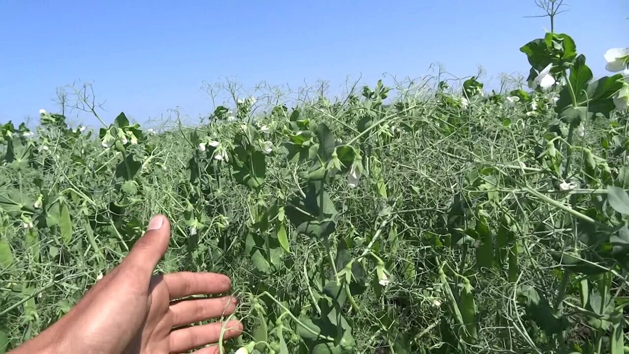 Горох лущильный афилла. Семена гороха. Сорт гороха рокет. Боронование посевов гороха. Горох джекпот.