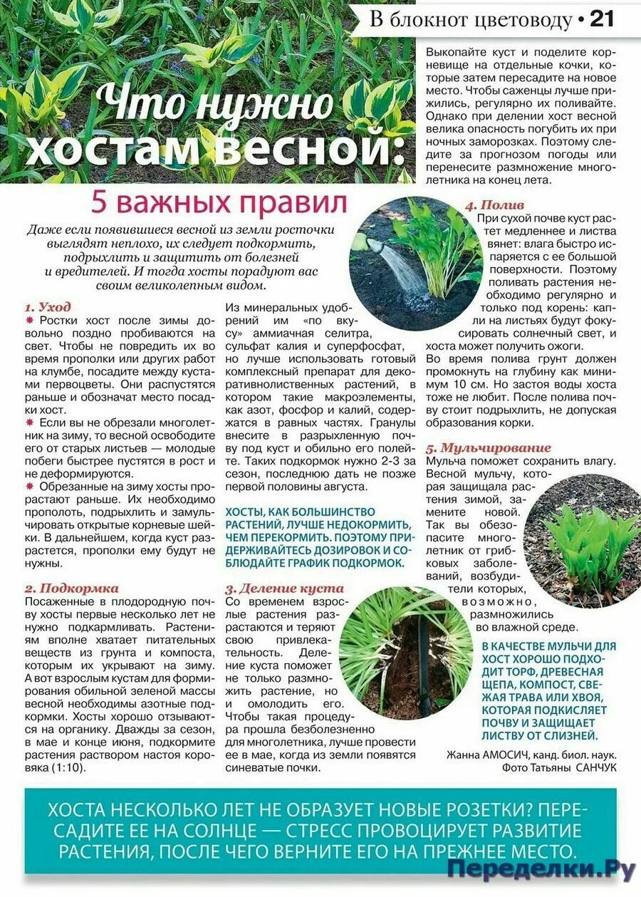 Удобрение для хосты