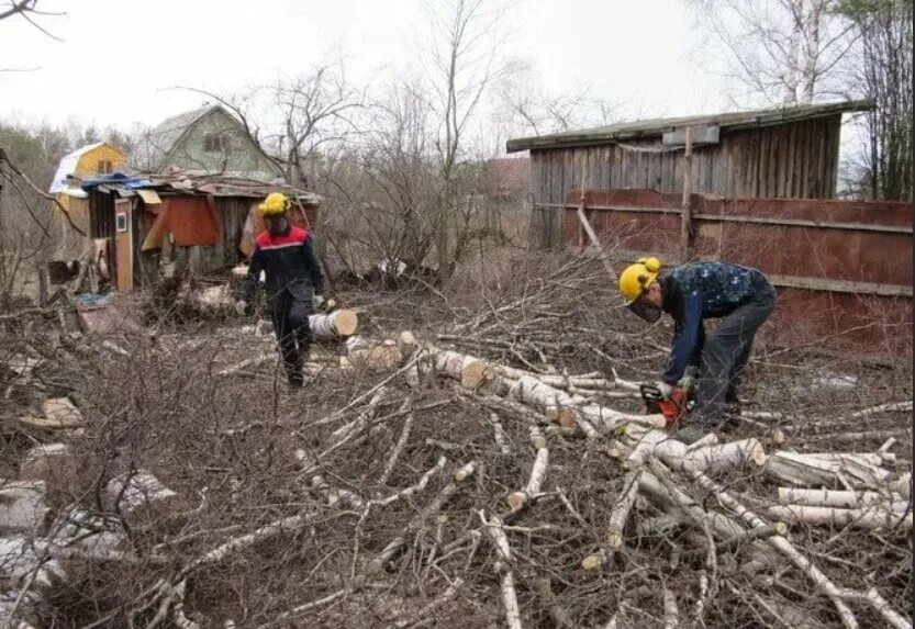 Очистка участка от деревьев. Вырубка деревьев на участке. Расчистка участка. Расчистка участков от деревьев. Уборка участка.