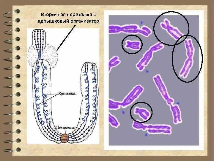 Функция вторичной перетяжки. Функция вторичной перетяжки