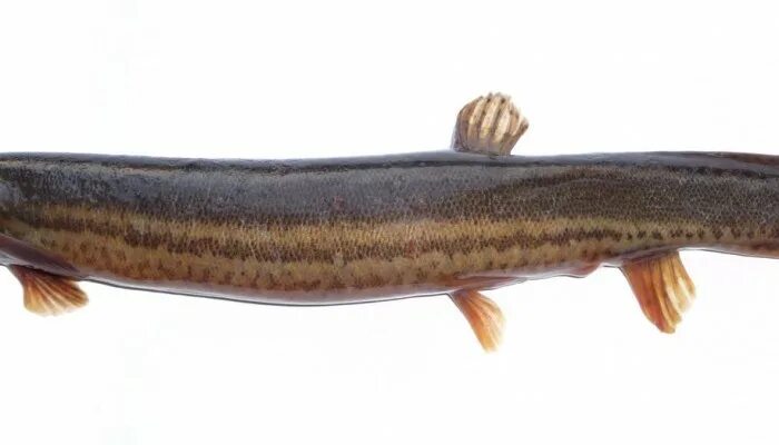 вьюн рыба ареал обитания. вьюн речной. сибирская щиповка cobitis melanoleuca. щиповка обыкновенная рыбка. сибирский усатый голец.