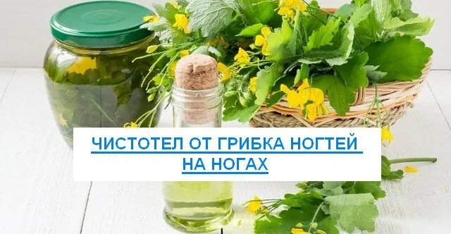 Народные средства от грибка ногтей на ногах чистотелом. Чистотел от грибка ногтей на ногах.