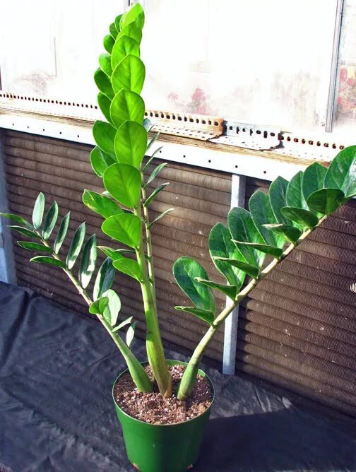 Замиокулькас цветок. Замиокулькас. Полив цветок замиокулькас. Полив цветок замиокулькас. Замиокулькас бонсай.