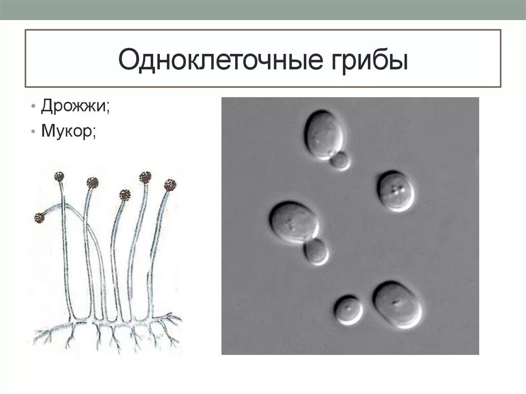 Строение одноклеточных грибов. Дрожжи одноклеточные грибы. Одноклеточные грибы дрожжи строение. Строение гриба мукора. Признаки одноклеточных грибов