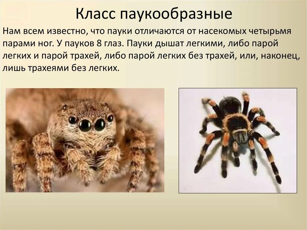 Паукообразные сообщение. Презентация на тему пауки. информация про паукообразных. сообщение о паукообразных. презентация на тему паукообразные.