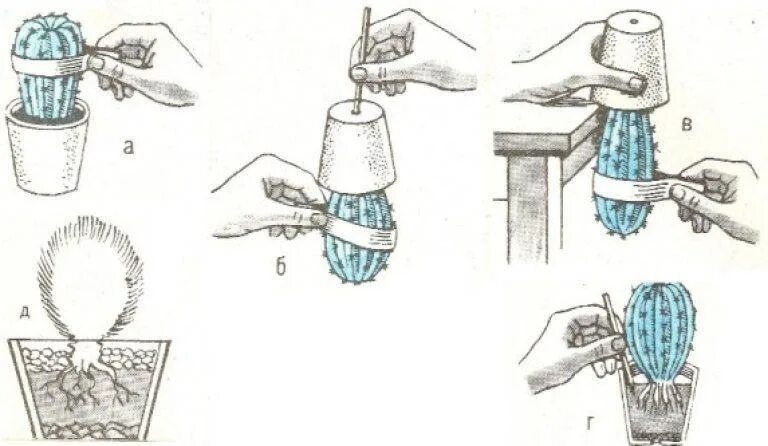 Как пересаживать цветы из горшка в горшок. Посадка и перевалка комнатных растений. Посадка комнатных растений. Как правильно пересадить. Как правильно пересадить.