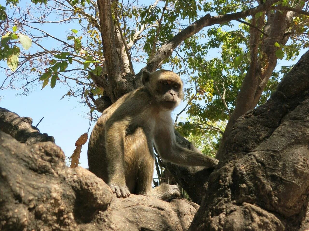 Jungle monkeys. Обезьяны в джунглях. Шимпанзе в джунглях. Джунгли Африки с обезьянами. Мартышки в джунглях.