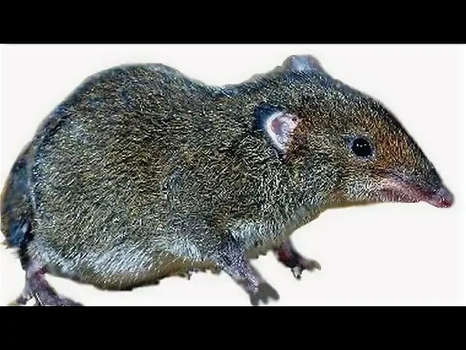 Как выглядит чучундра. Чучундра, мускусная. мускусная крыса чучундра. болотная крыса чучундра. садовая крыса чучундра.
