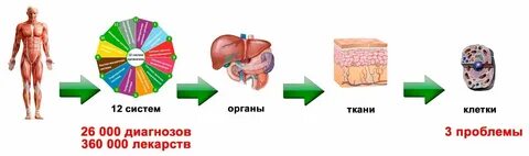 Тканевые системы организма человека