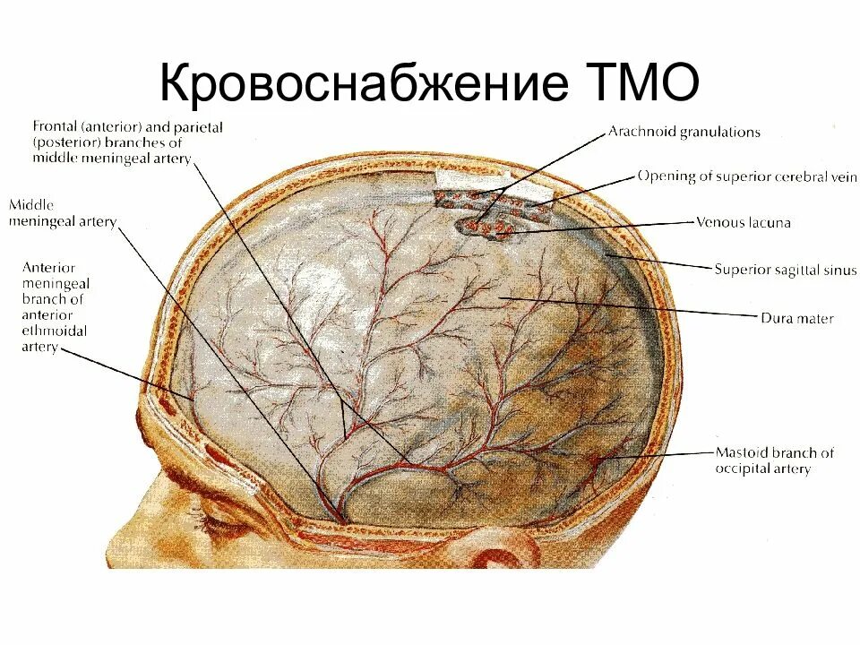 Сосудистая оболочка мозга. Сосуды и нервы твердой оболочки головного мозга. Кровоснабжение твердой оболочки головного мозга. Кровоснабжение твердой мозговой оболочки головного. Кровоснабжение лобной кости.