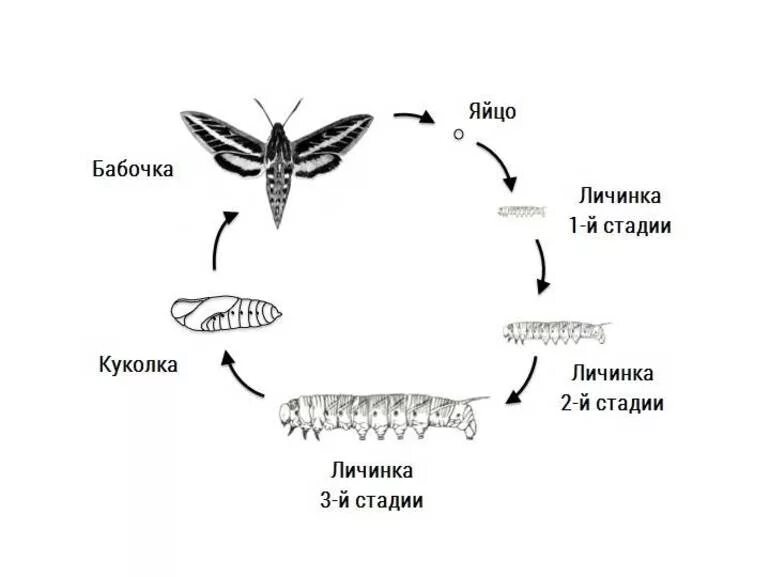 Стадия жизни насекомого. Цикл развития бабочки БРАЖНИКА. Цикл развития бабочки схема. Яйцо личинка бабочка стадия развития. Размножение бабочек схема.