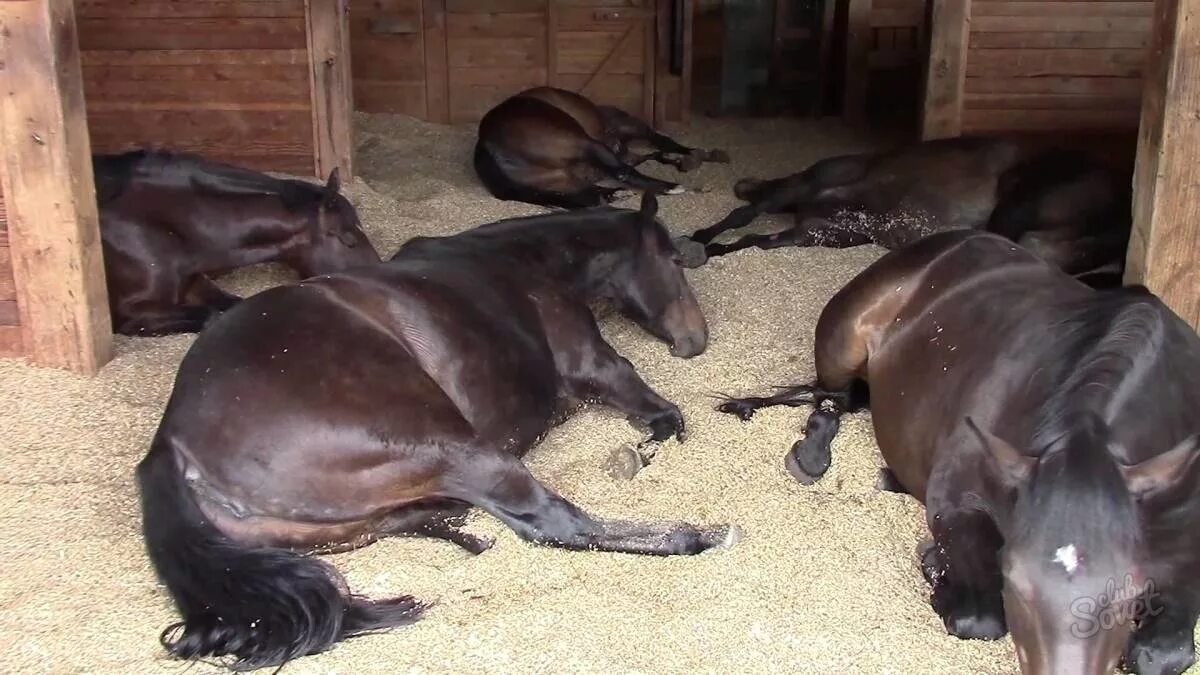 Беременна ли лошадь. Спящие лошади. Лошадь валяется. Лошадь лежит.