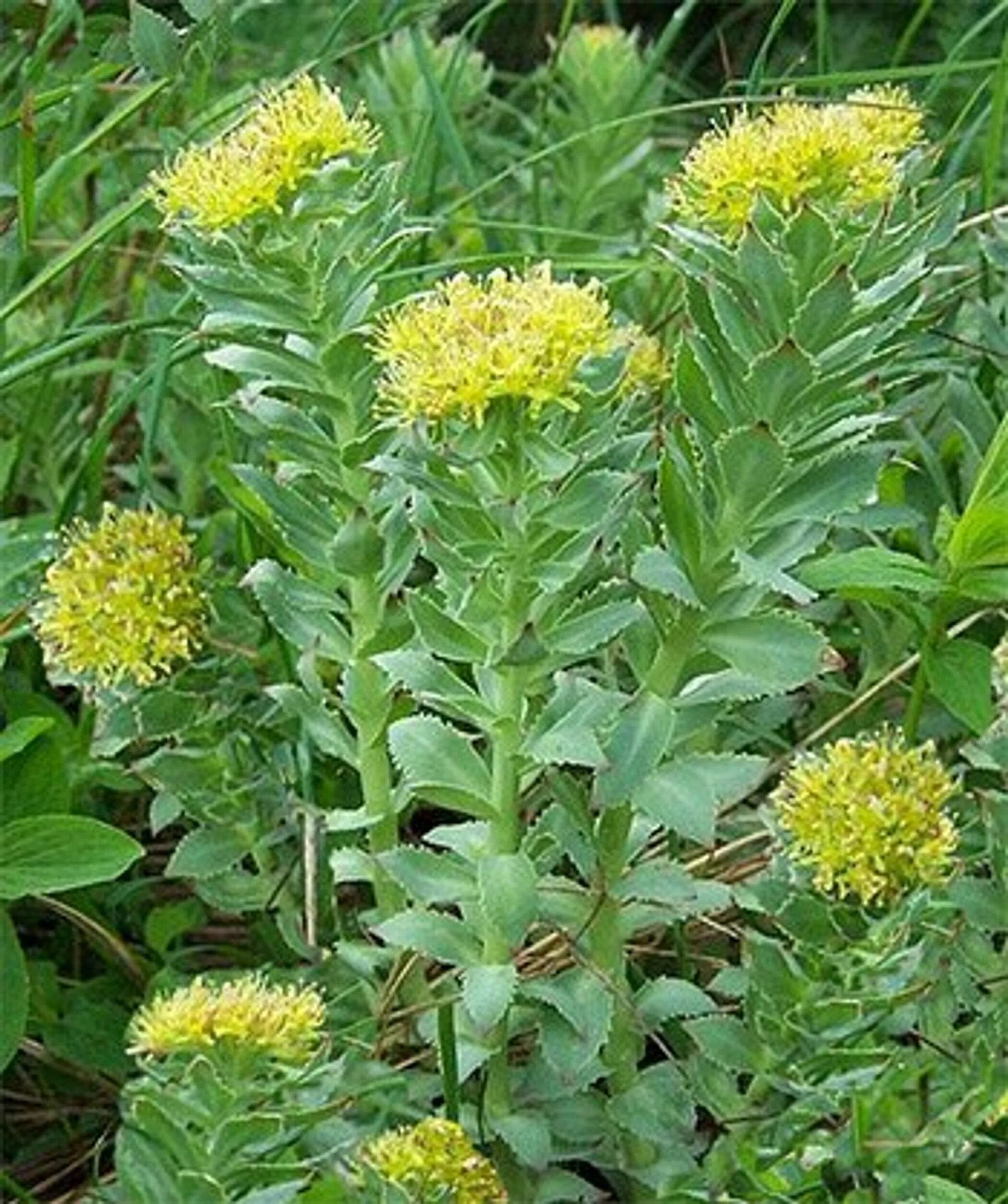 Родиола розовая лечебные свойства и противопоказания цена. Родиола розовая Rhodiola rosea. Родиола розовая Толстянковые. Родиола Арктическая. Родиола розовая Полярный Урал.