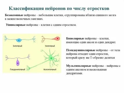 К какому уровню относится нейрон