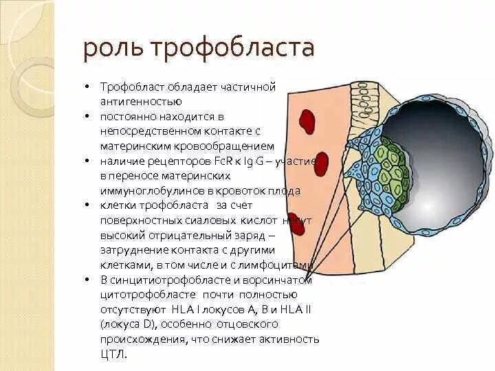 Дифференцировка трофобласта. Трофобласт и цитотрофобласт. функции трофобласта.