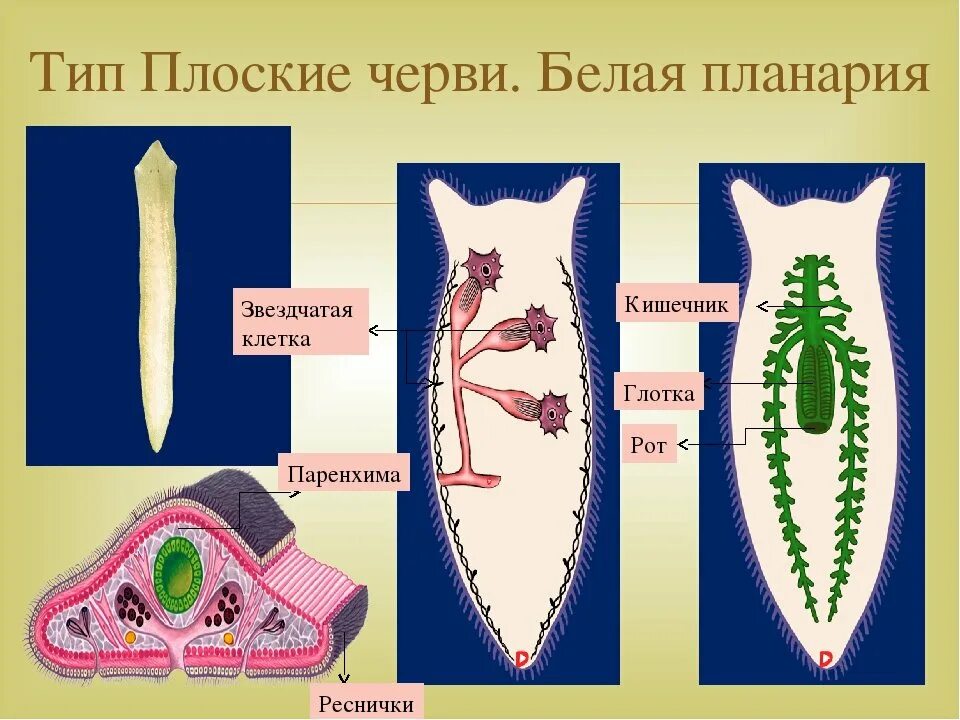 Развитие систем органов у червей. Тип плоские черви планария. Плоский червь планария строение. Тип плоские черви строение планарии. Строение систем плоских червей.