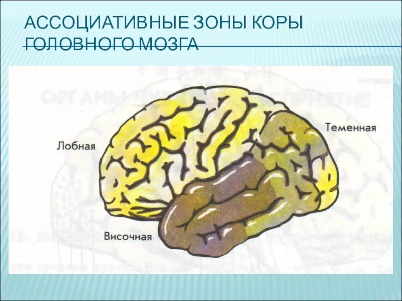 Ассоциативные зоны коры мозга. Ассоциативные хзхзоны КОРЫЭ. Ассоциативные зоны коры. Ассоциативные зоны головного мозга.