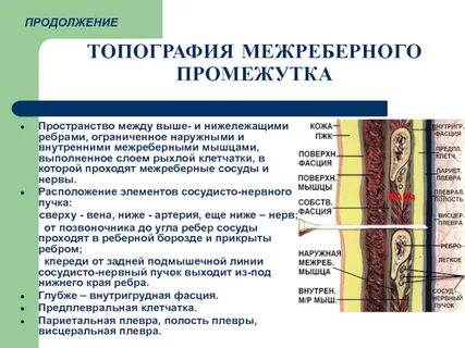 Промежутки между органами заполняет соединительная