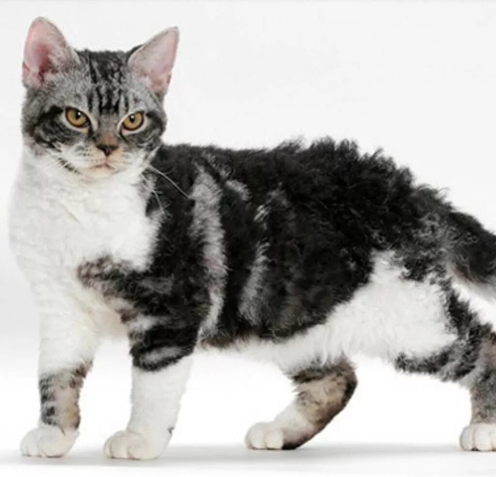 Кошка American Wirehair. Американские жесткошерстные котята. Американская жесткошёрстная кошка породы кошек. Американский рингтейл порода кошек. Коты с жесткой шерстью