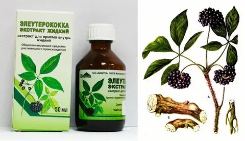 Экстракт элеутерококка для чего применяется